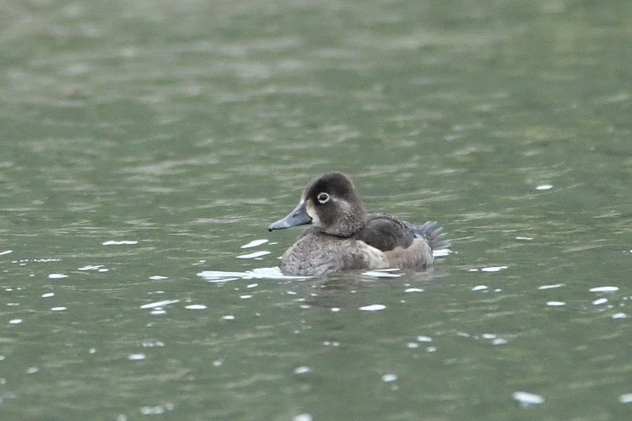 Ring-necked Duck