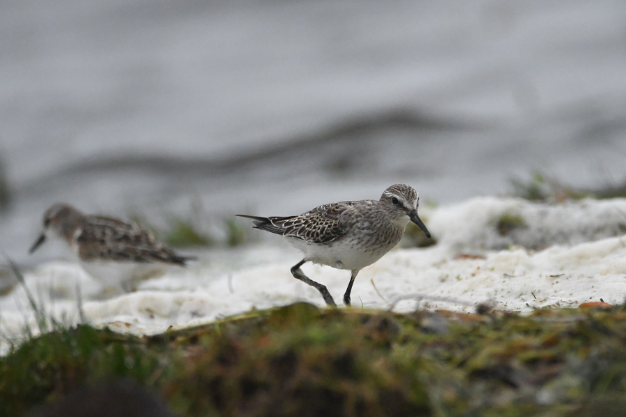 White-rumped Sandpiper