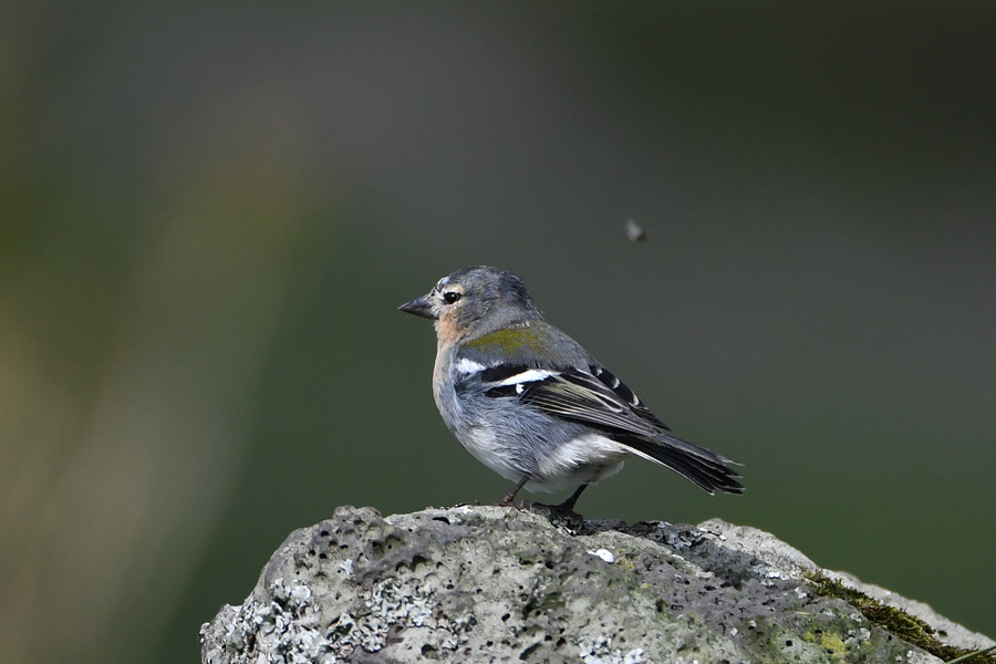 Chaffinch