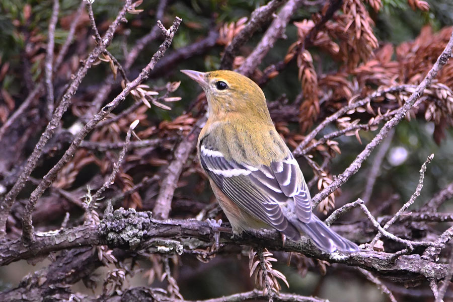 Bay-brested Warbler