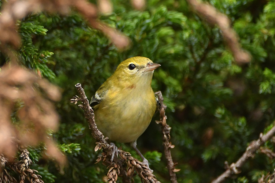 Bay-brested Warbler