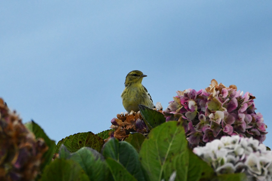 Blacpool Warbler