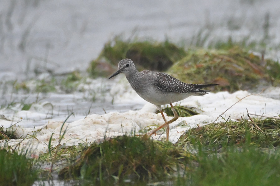 Lesser Yellowlegs