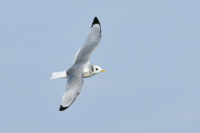 Kittiwake