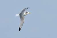 Kittiwake