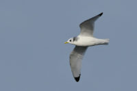 Kittiwake