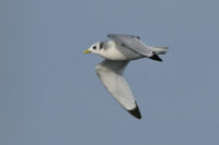 Kittiwake