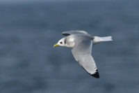 Kittiwake