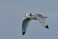 Kittiwake