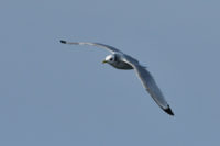 Kittiwake