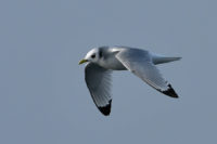 Kittiwake