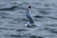 Kittiwake