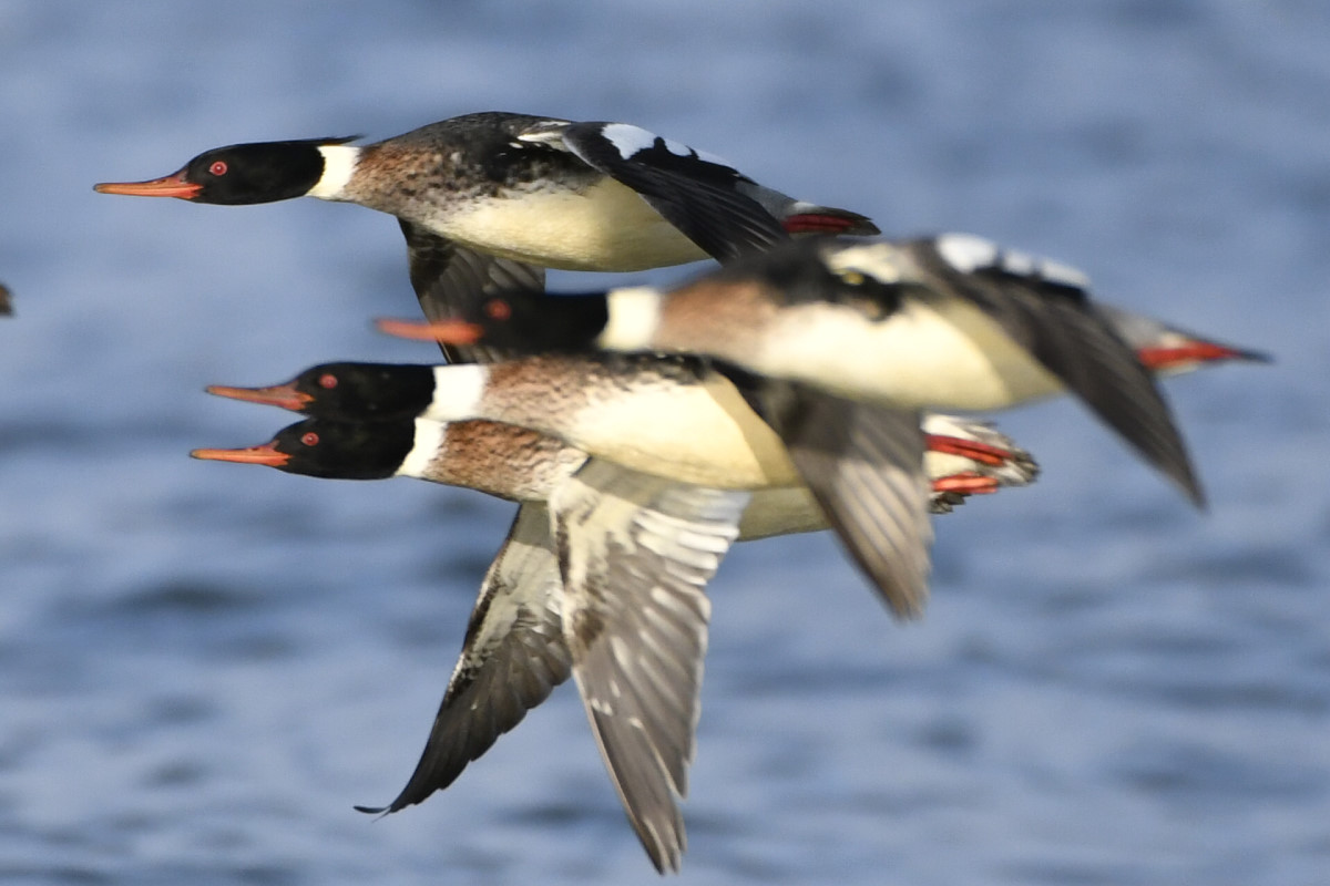 Red-breasted Merganser