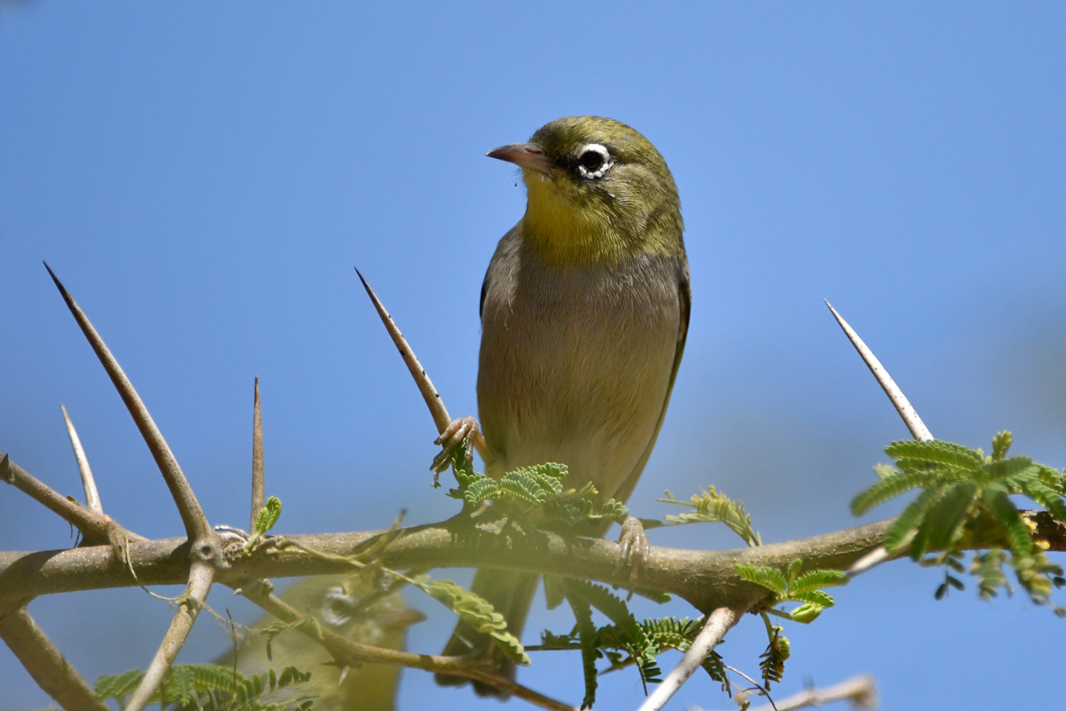 Abyssinian-White-eye