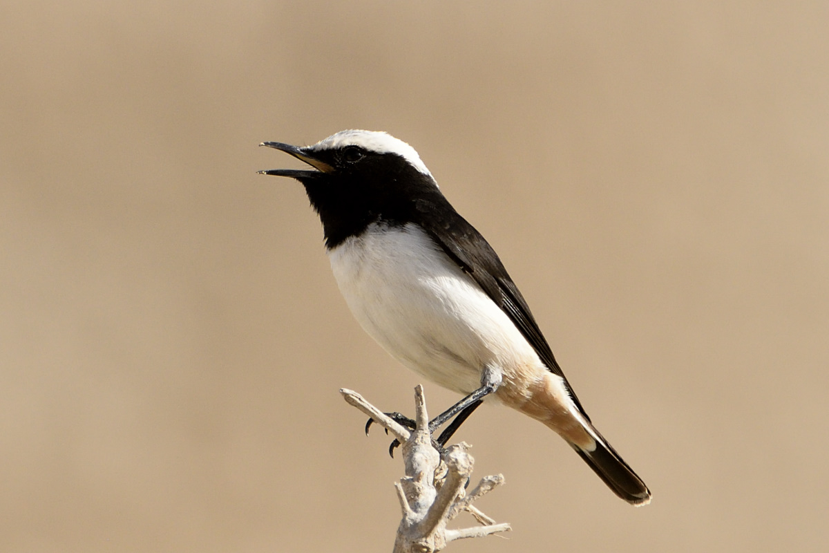 Arabian Wheatear