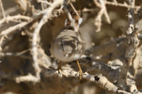 Asian Desert Warbler