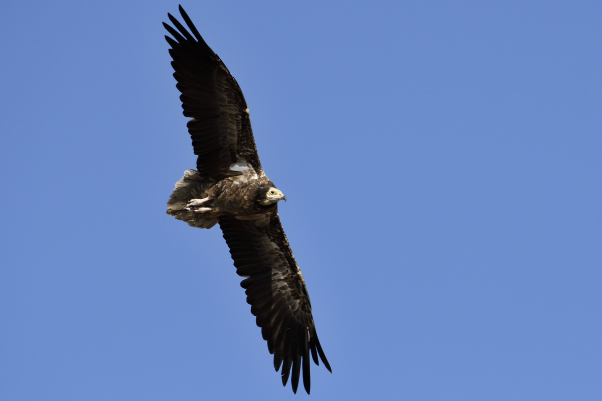 Egyptian Vulture