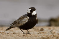 Black-crowned Sparrow