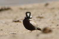 Black-crowned Sparrow