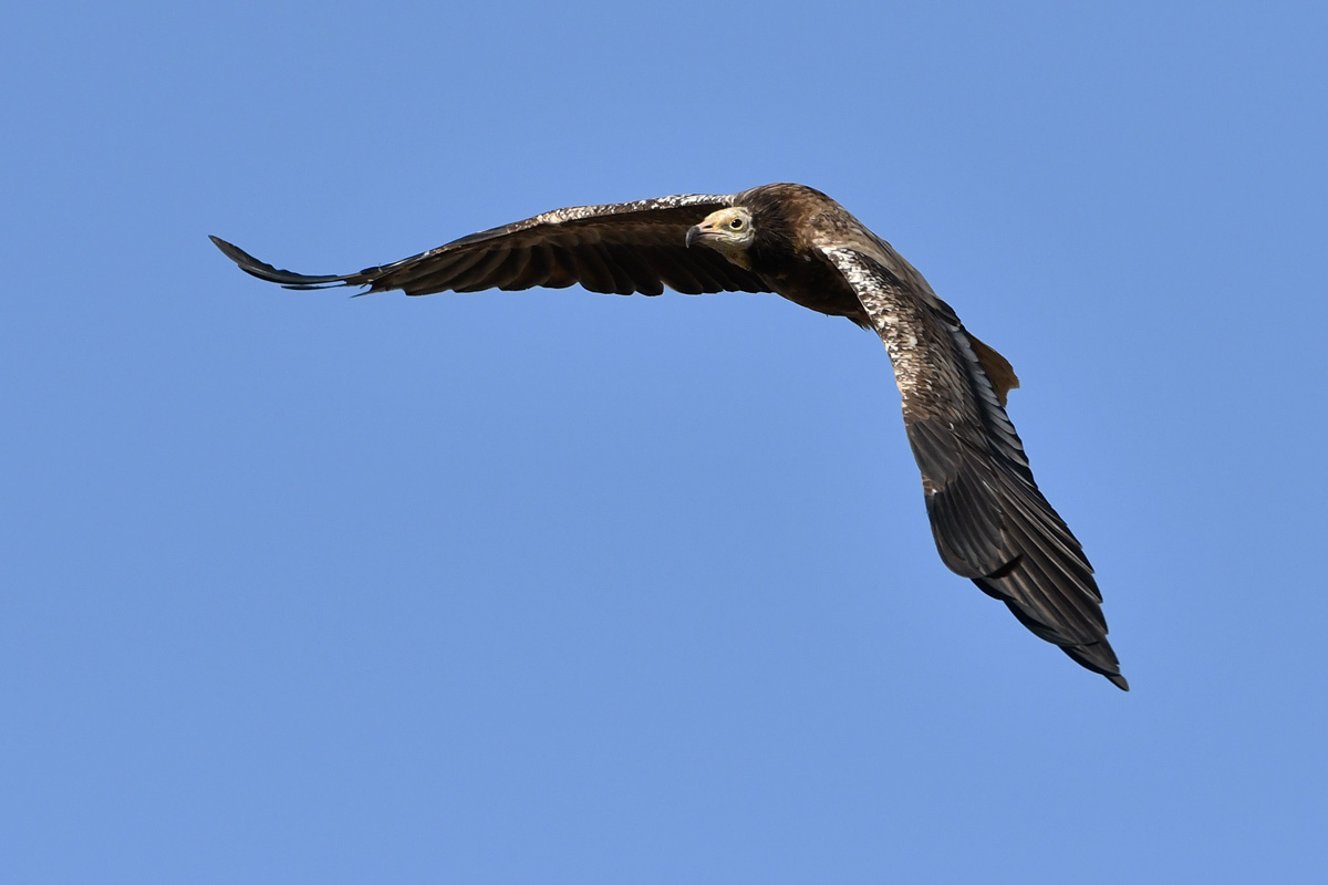 Egyptian Vulture