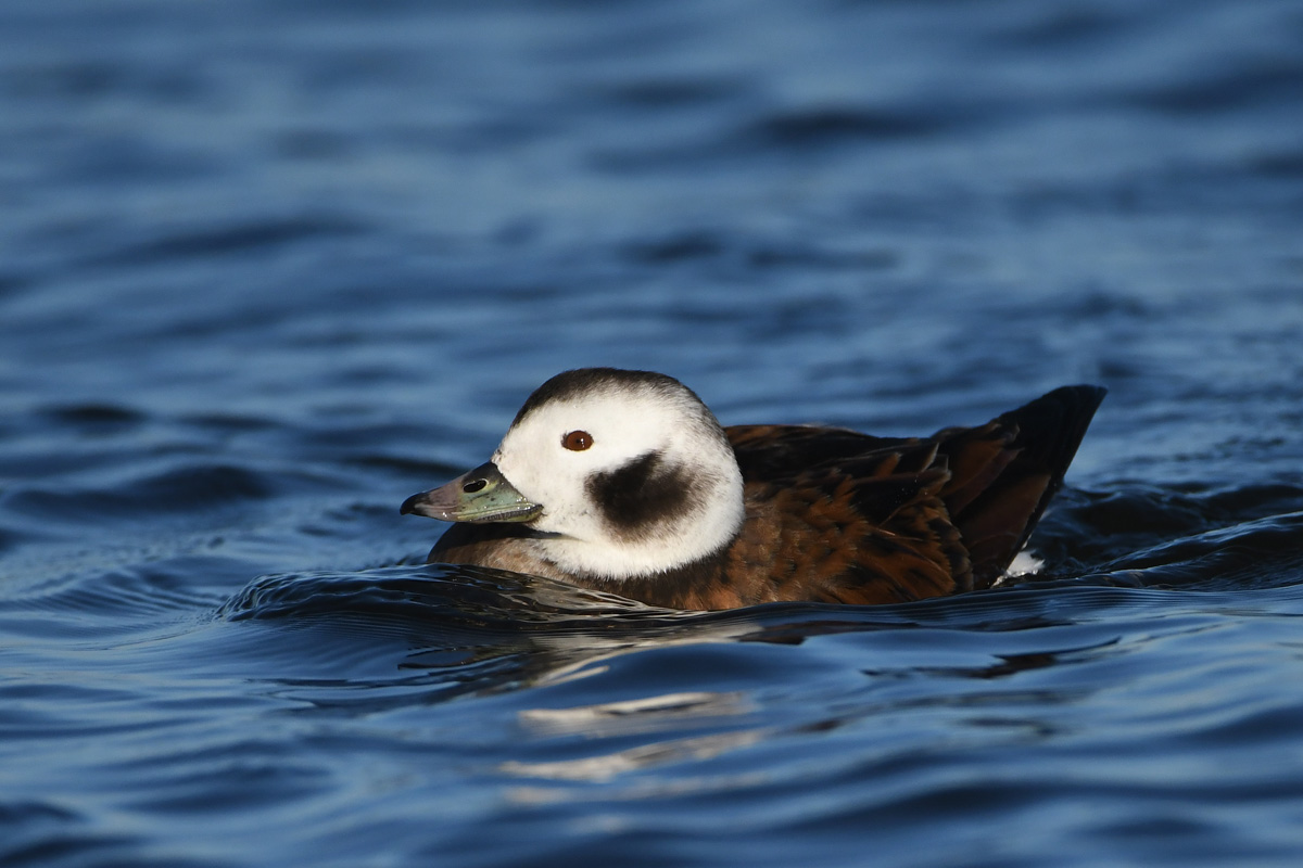 Long-lailed Duck