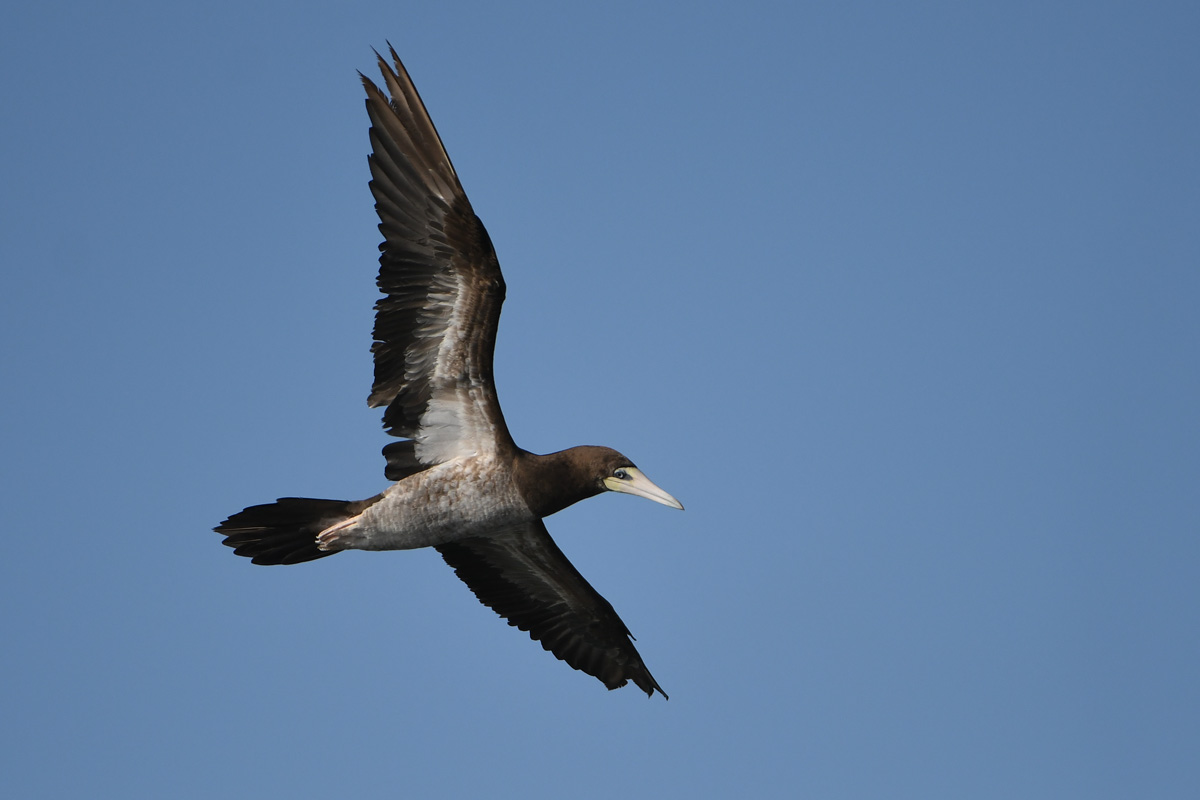 Brown Booby