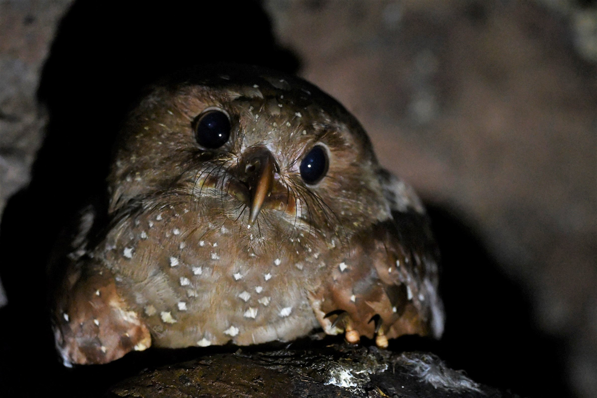 Oilbird