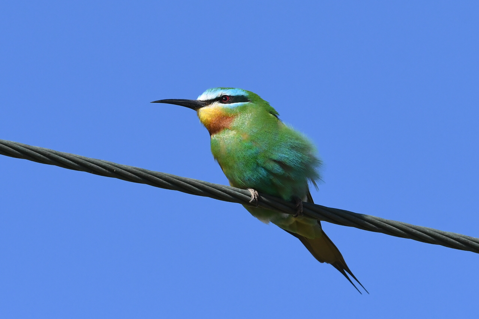 Blue-cheeked Bee-eater