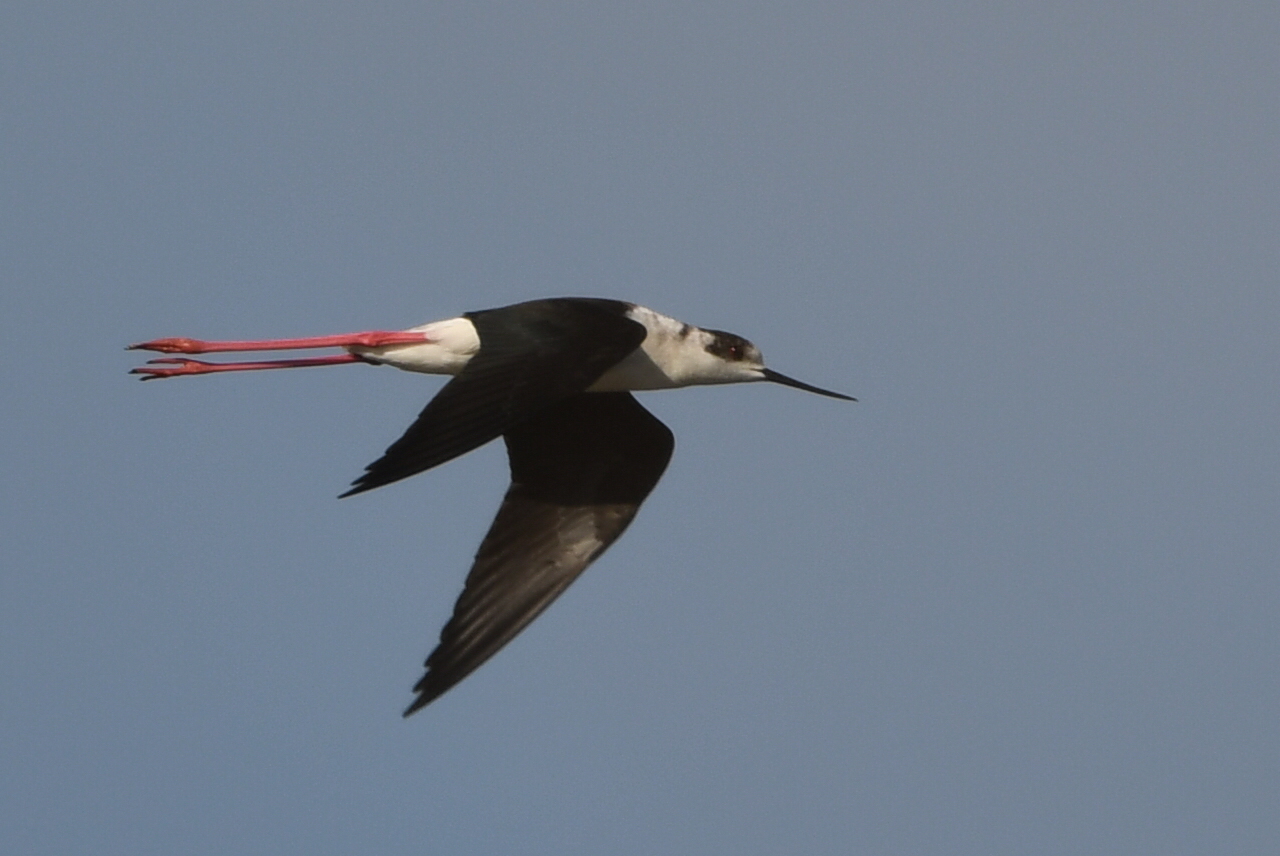 Black-winged Stilt