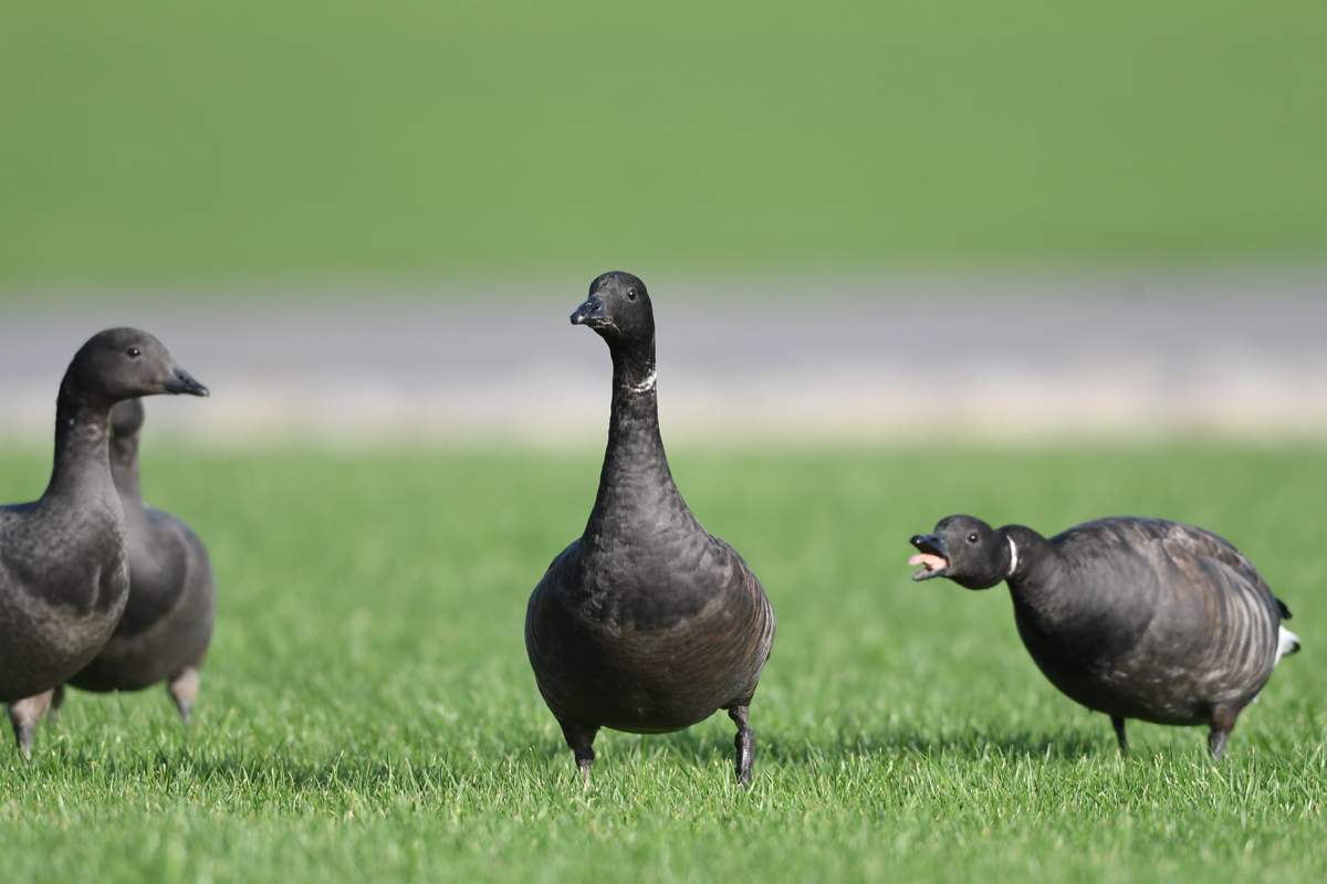 Brant Goose