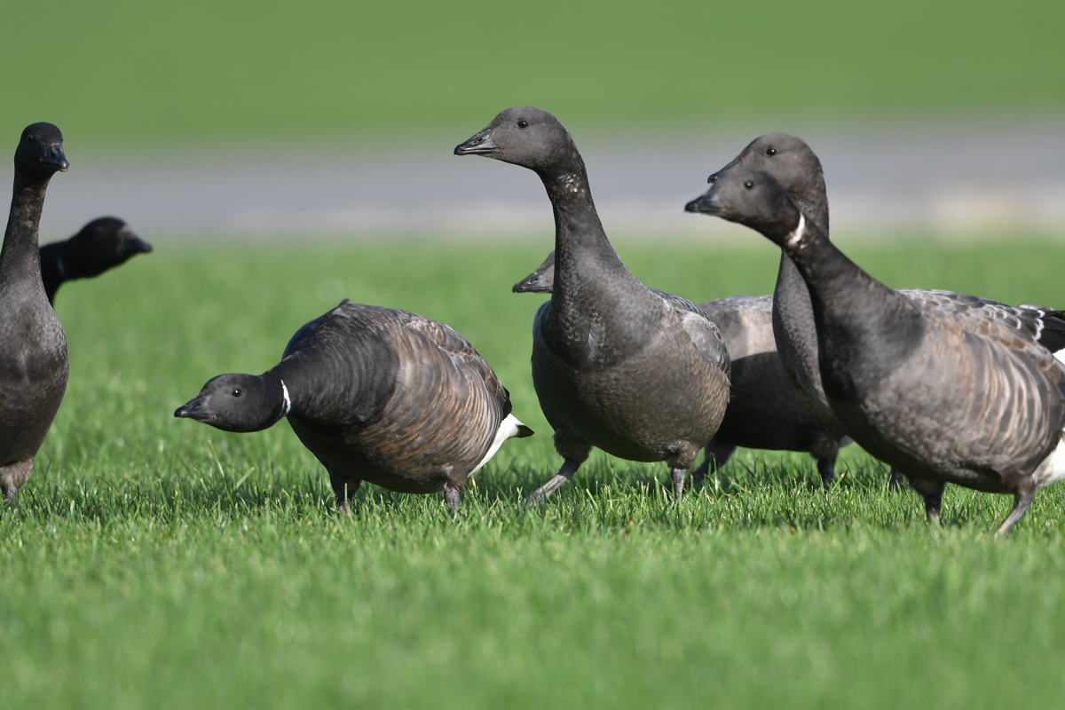 Brant Goose