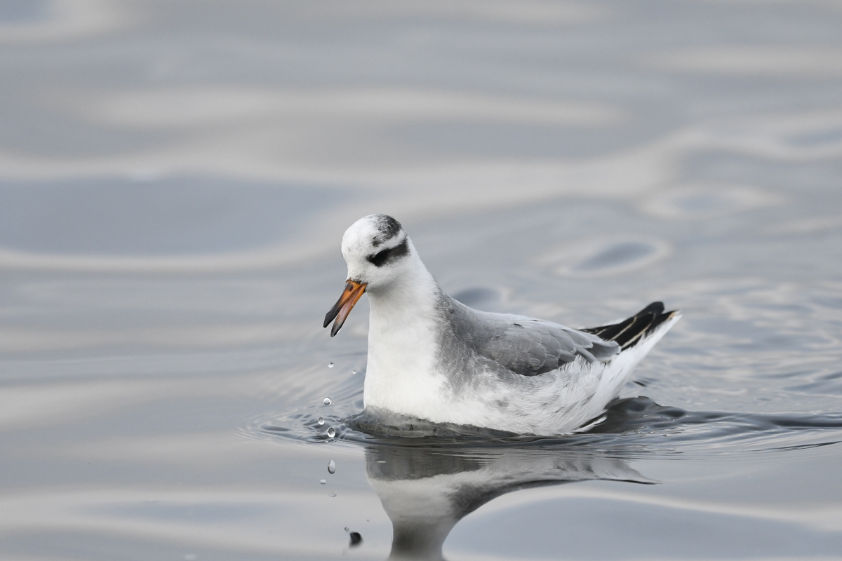 Red Phalarope