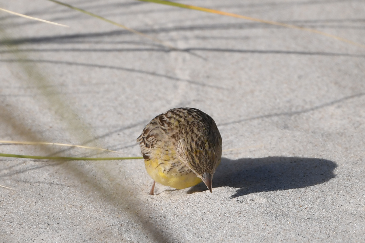 Red-headed Bunting