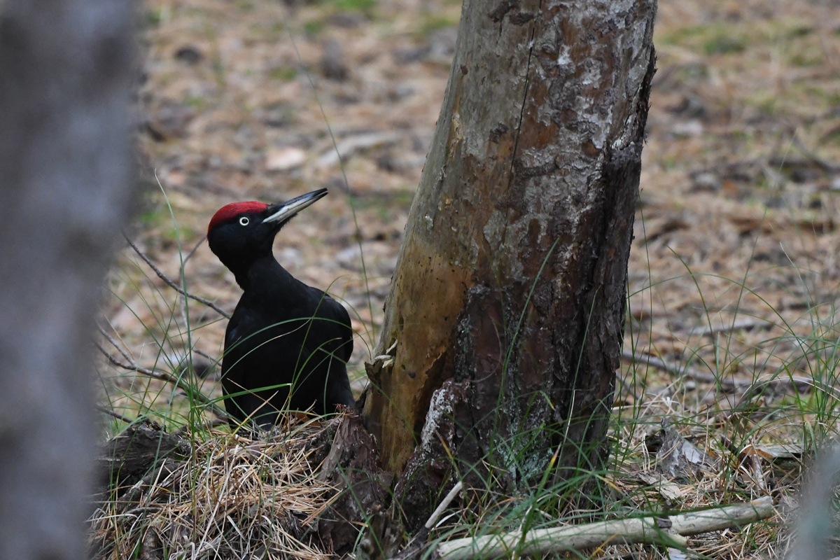 Black Woodpecker