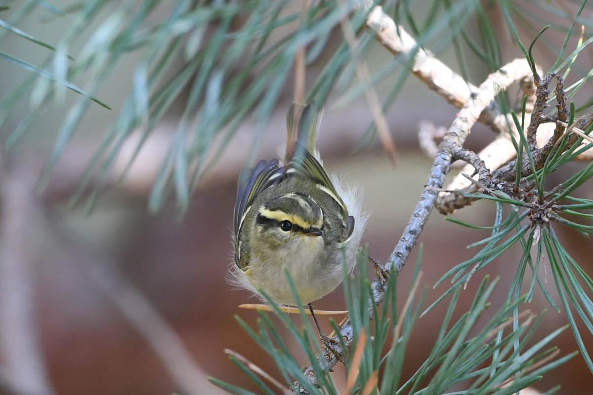 Pallas's Leaf Warbler