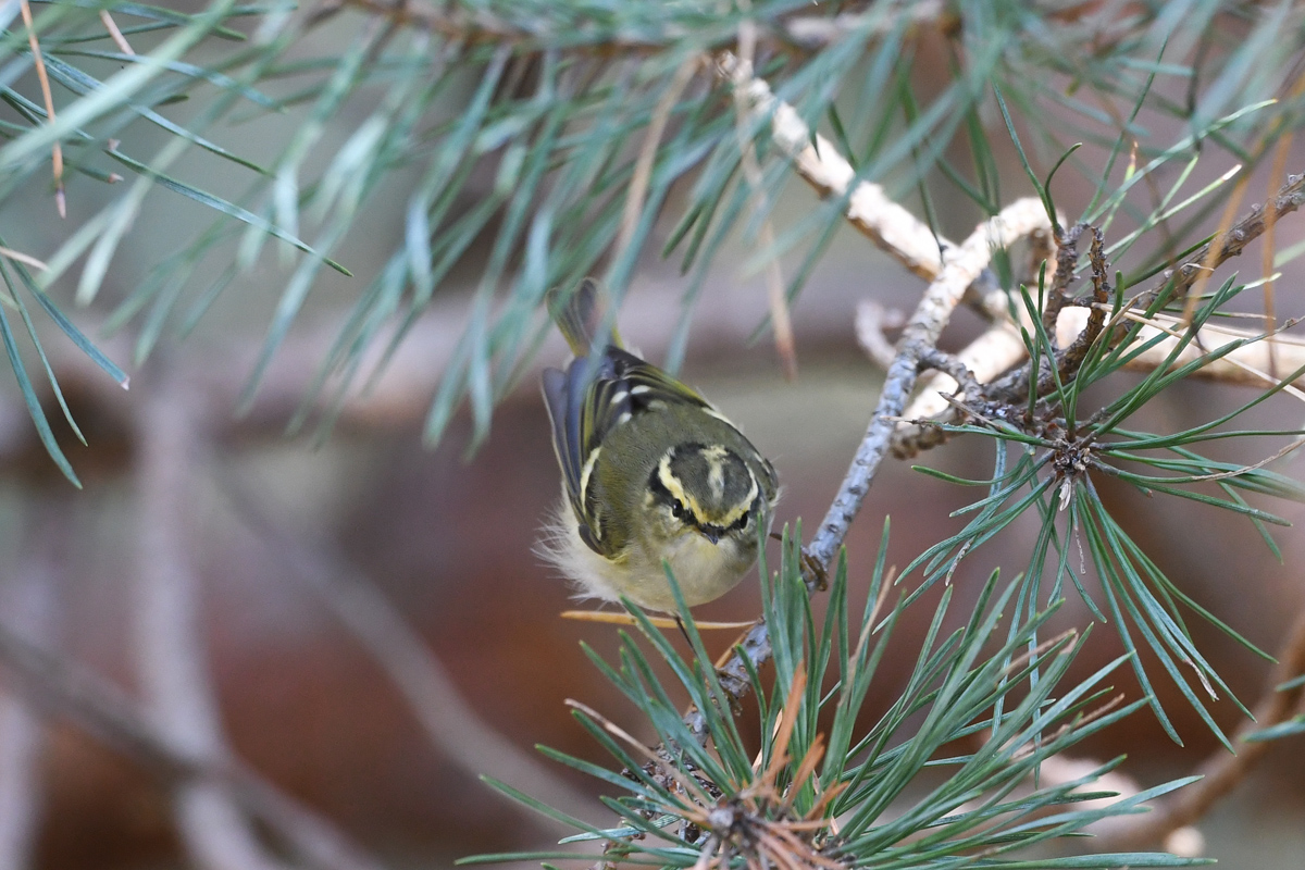 Pallas's Leaf Warbler