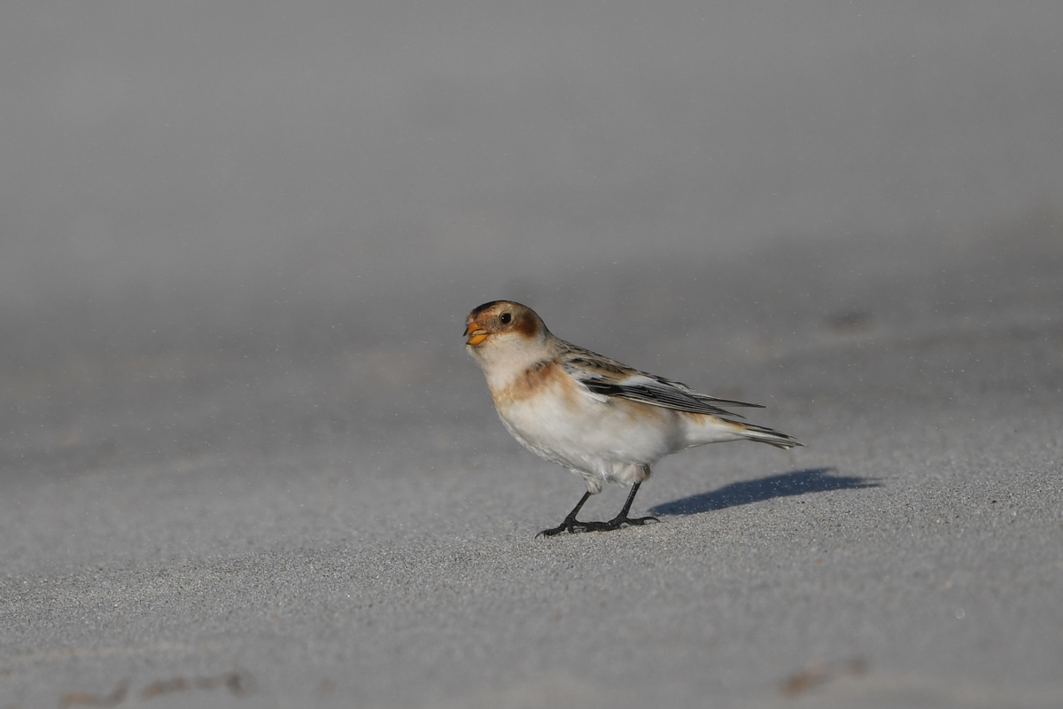 Snow Bunting