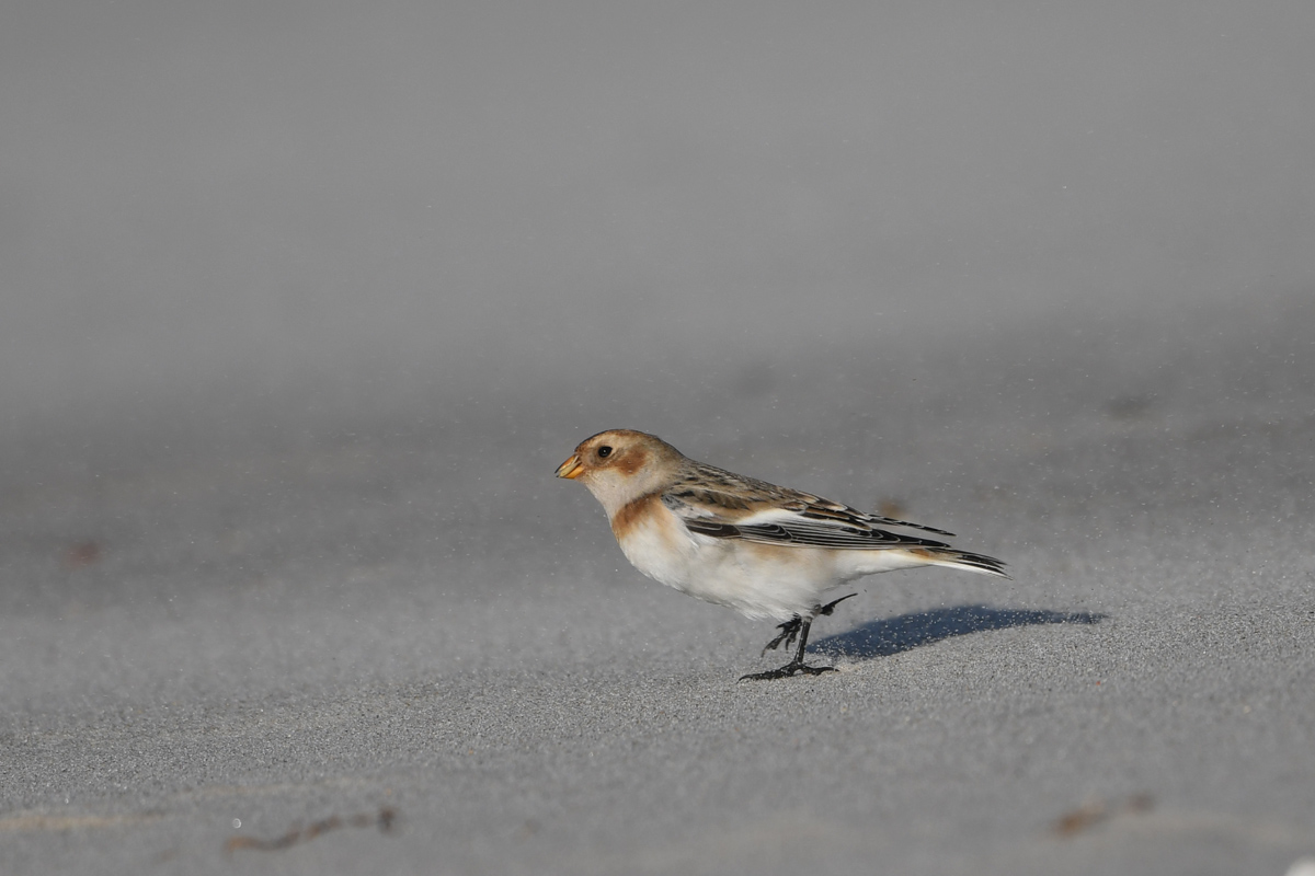 Snow Bunting