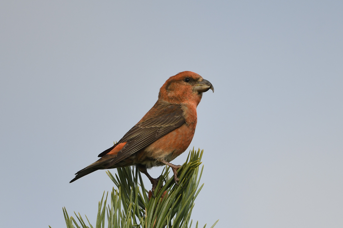 Red Crossbill