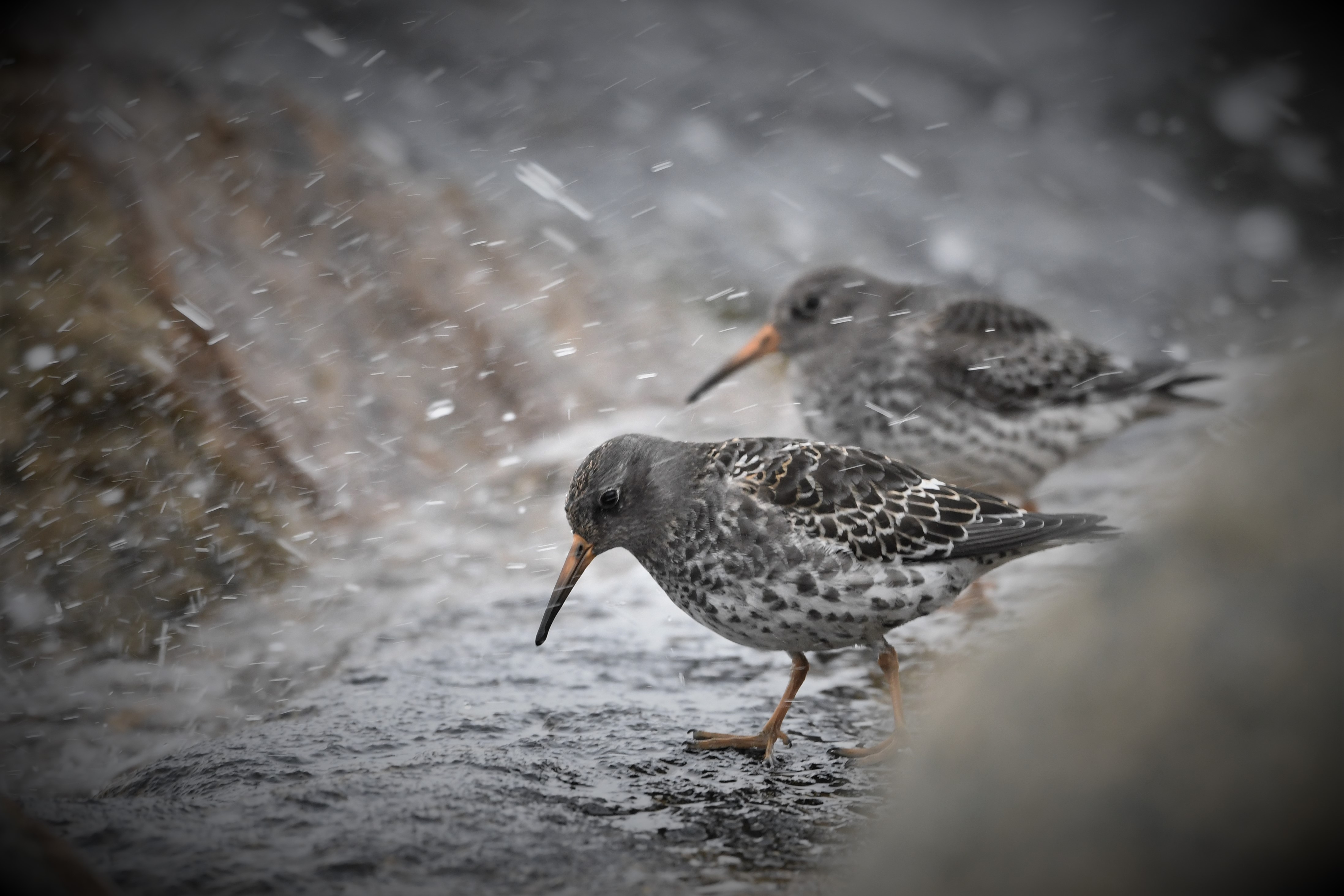 Purple Sandpiper