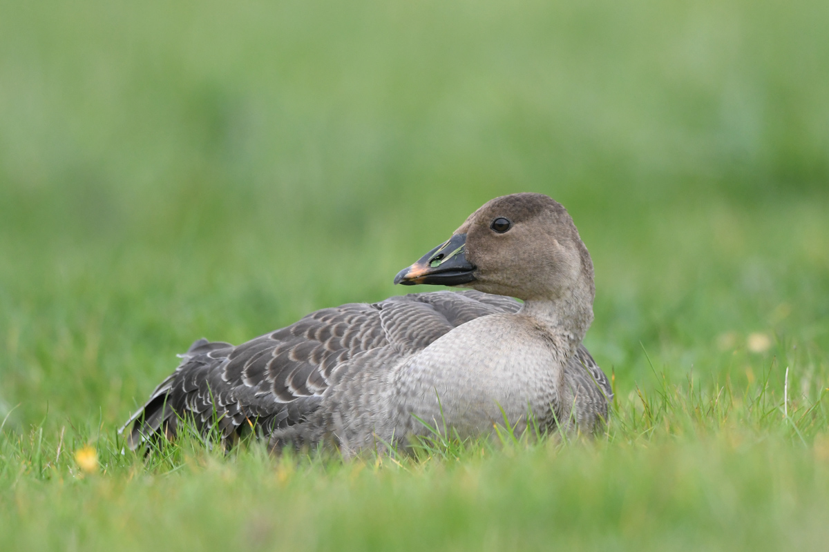 Tundra Bean Goose