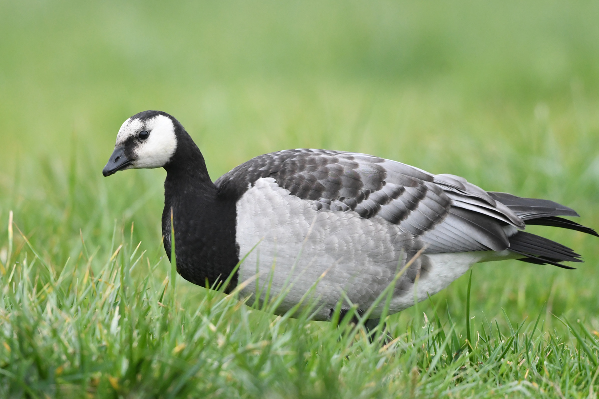 Barnacle Goose