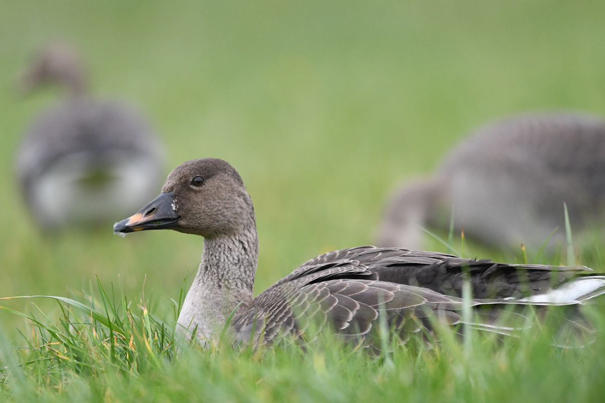 Tundra Bean Goose