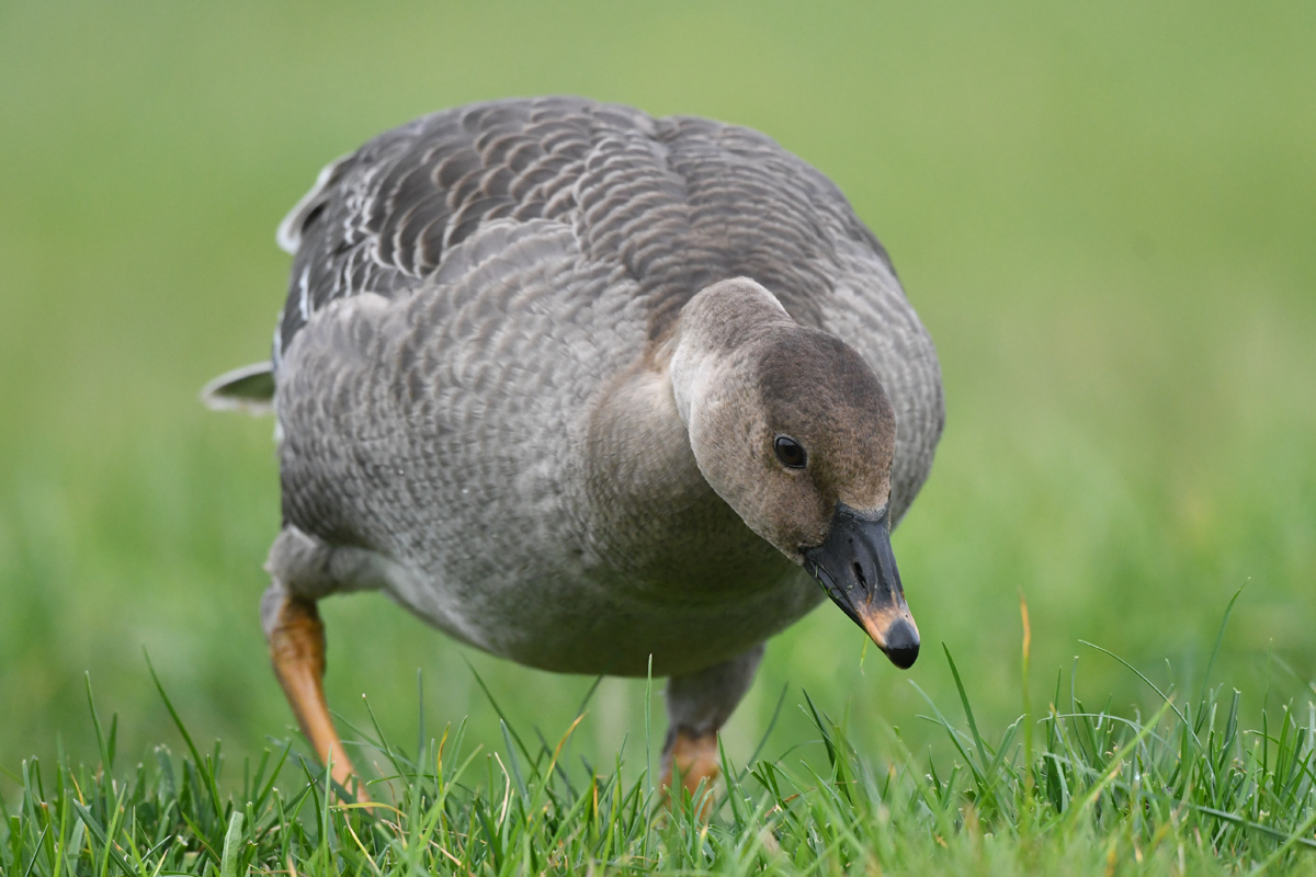 Tundra Bean Goose