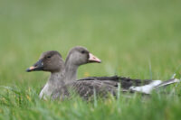 Tundra Bean Goose& Greater White-fronted Goose