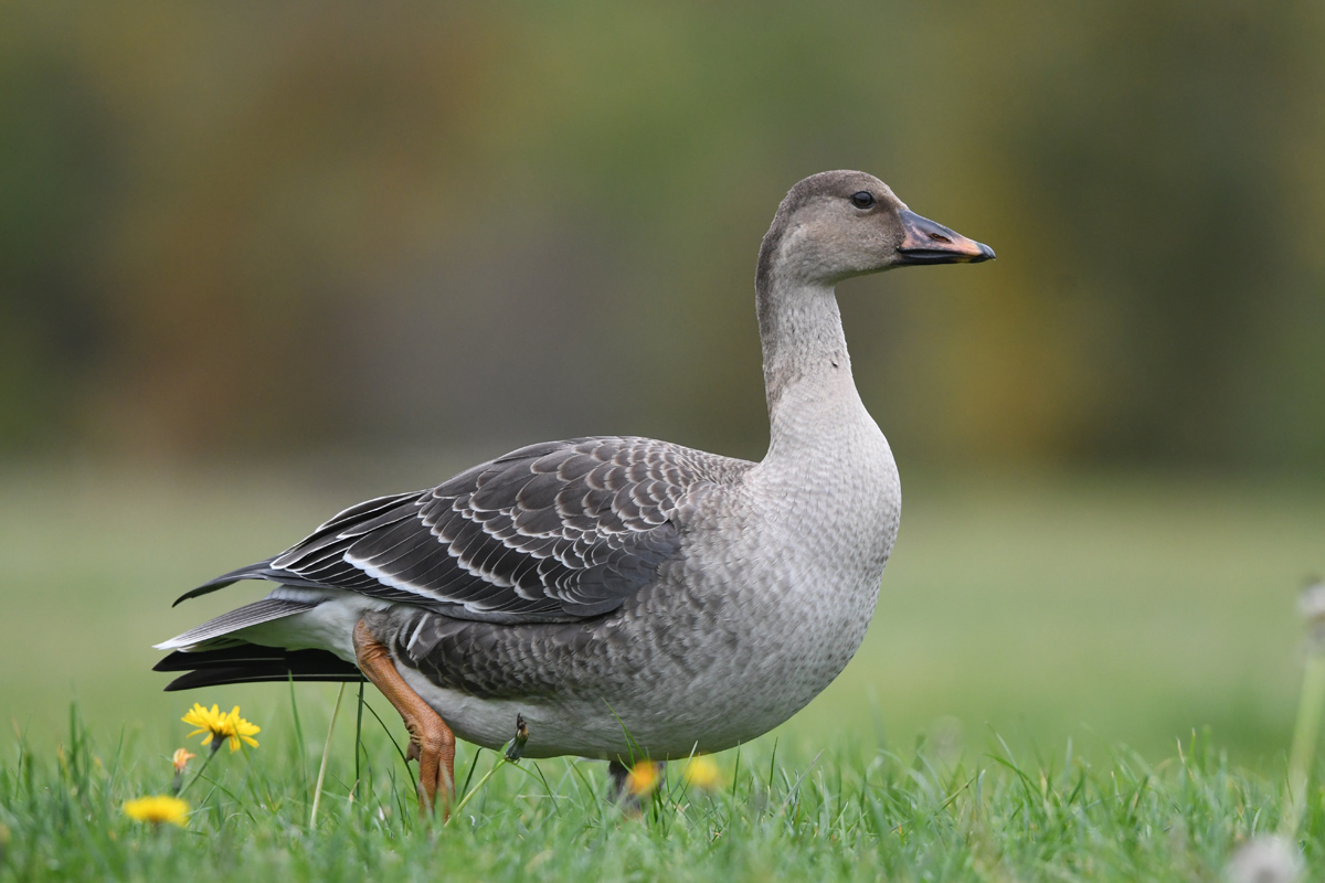 Tundra Bean Goose