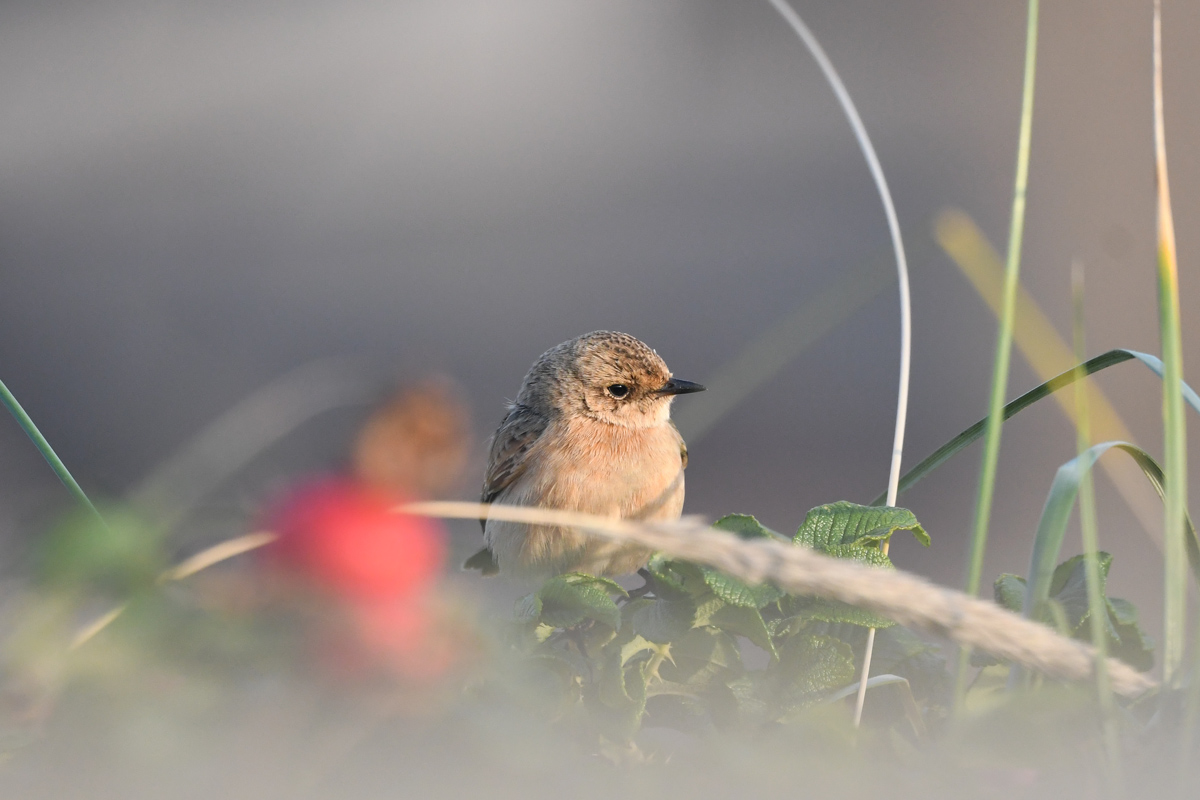 Siberian / Amur Stonechat