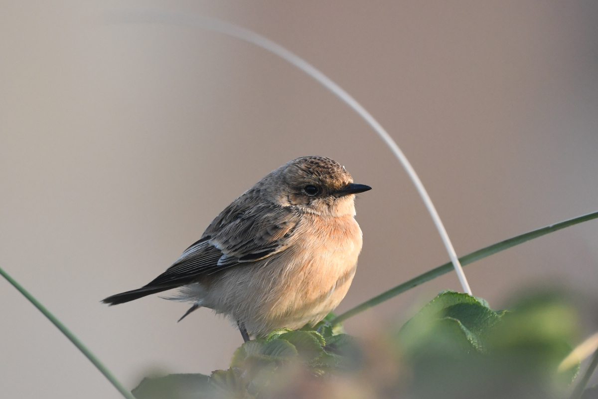 Siberian / Amur Stonechat