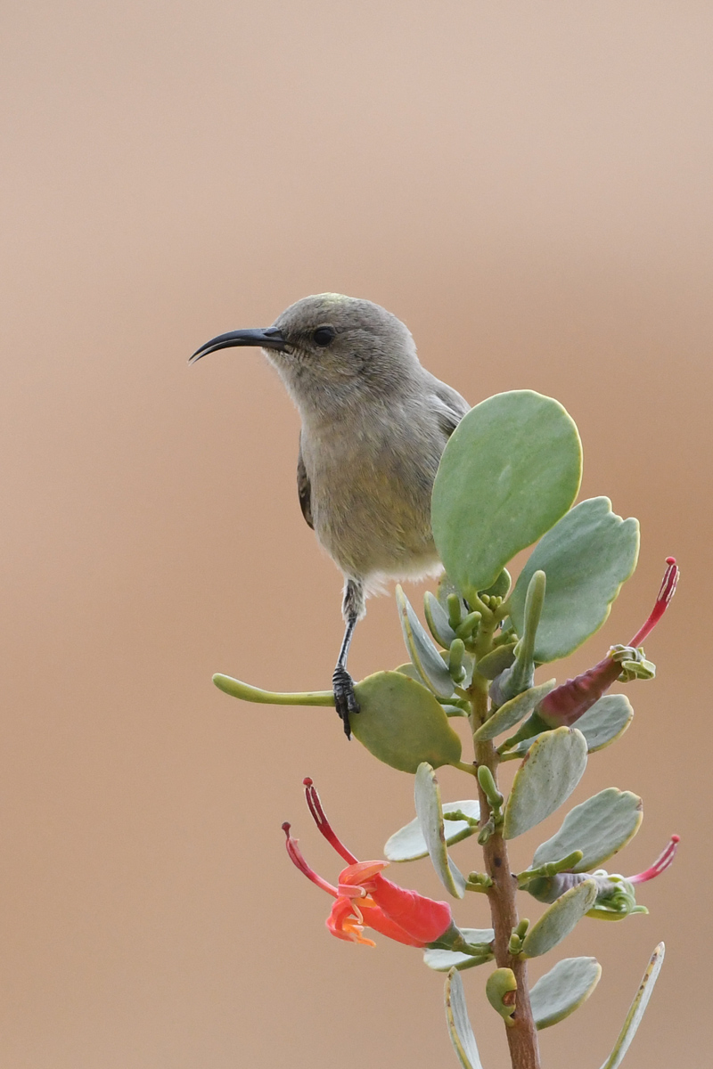 Palestine Sunbird