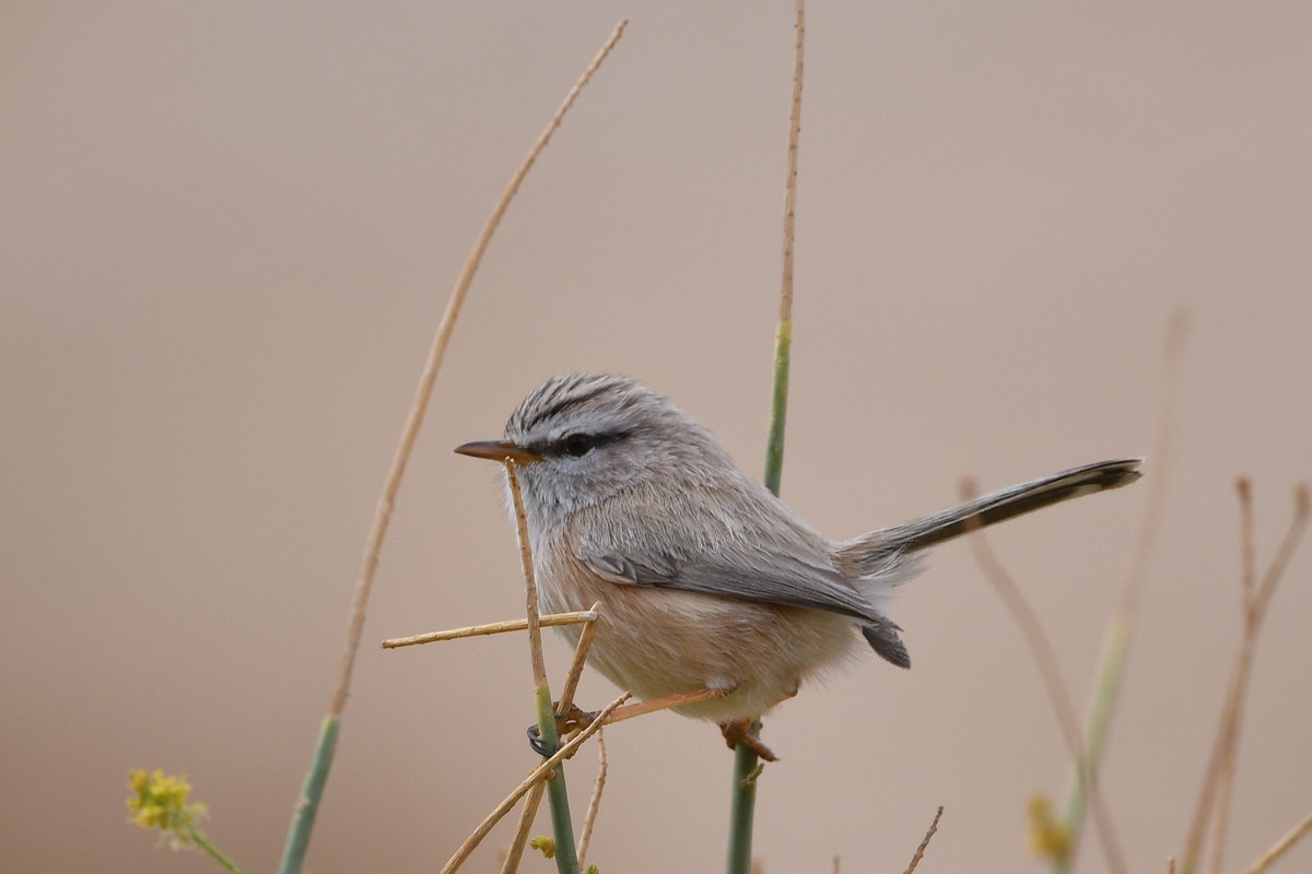 Streaked Scrub Warbler